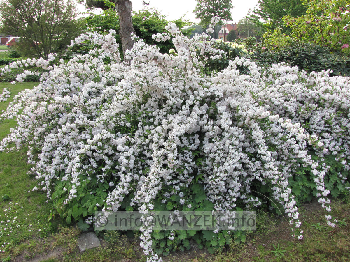 Deutzia kalmiiflora 02.JPG
